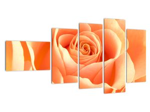 Slika - oranžne vrtnice