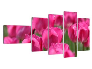 Slike - tulipani