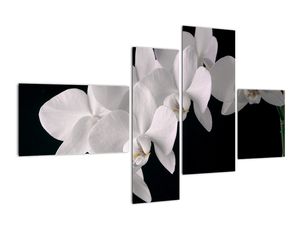 Slika - bela orhideja