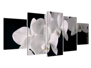 Slika - bela orhideja