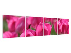 Slike - tulipani