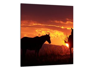 Slika - konji ob sončnem zahodu