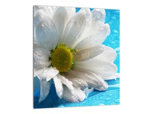 Slika - cvet marjetice