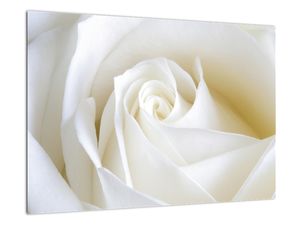 Slika - bele vrtnice