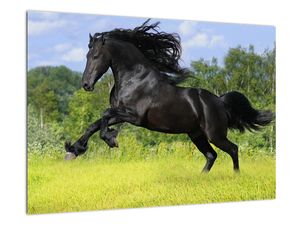 Slika - konji