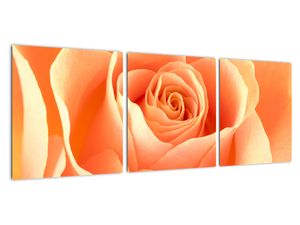 Slika - oranžne vrtnice