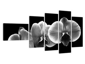 Črno -bela slika - orhideja