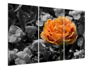 Oranžna roža na črno -belem ozadju - slika