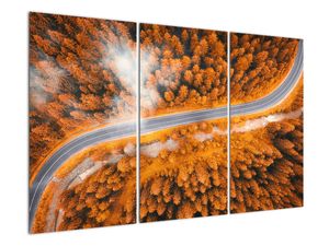 Cesta skozi gozd - moderne slike na steni