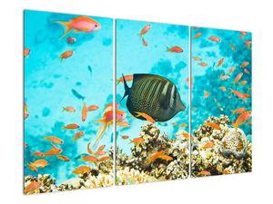 Slika - ribe v akvariju