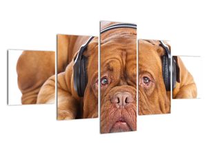 Moderna slika - pes s slušalkami