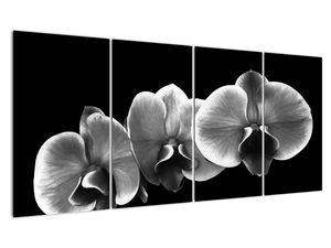 Črno -bela slika - orhideja