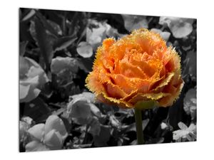 Oranžna roža na črno -belem ozadju - slika
