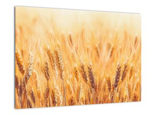 Slika - žito na polju