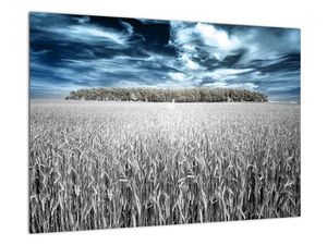 Moderna slika - travnik z žitom