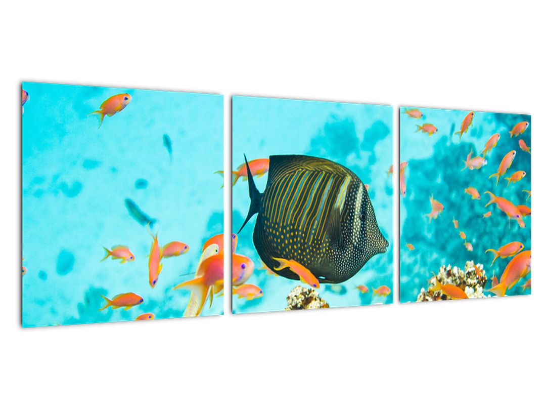 Slika - ribe v akvariju